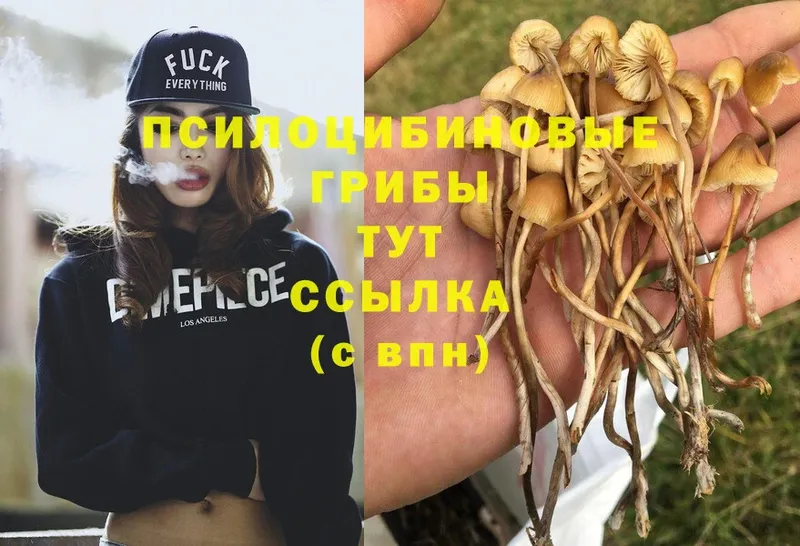 Галлюциногенные грибы MAGIC MUSHROOMS  mega ONION  Избербаш  продажа наркотиков 